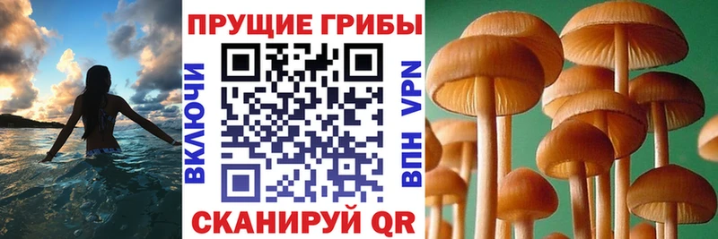 Псилоцибиновые грибы Cubensis  Купить  Октябрьск 
